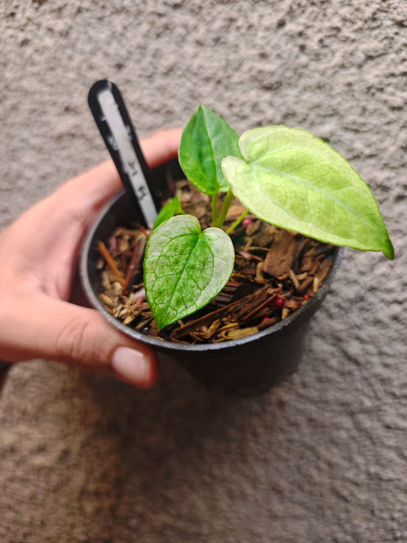 Anthurium Mint Variegated Silver Blush