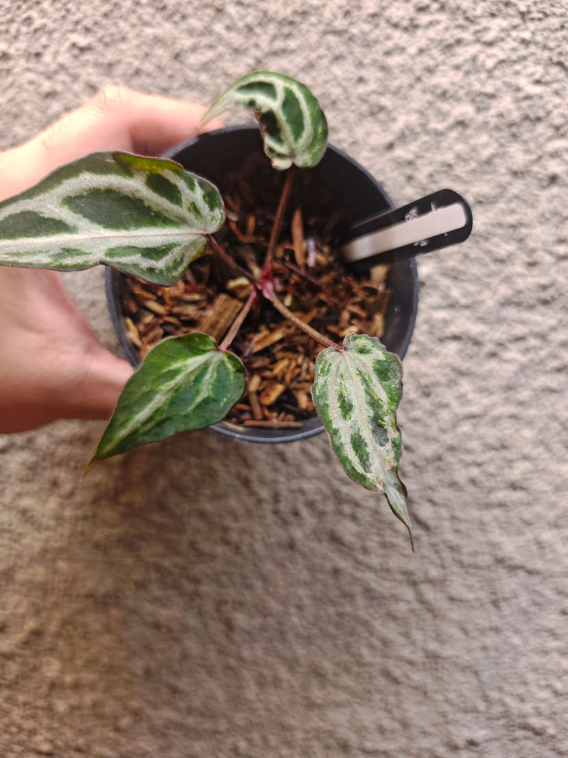 Anthurium Mutated HURC