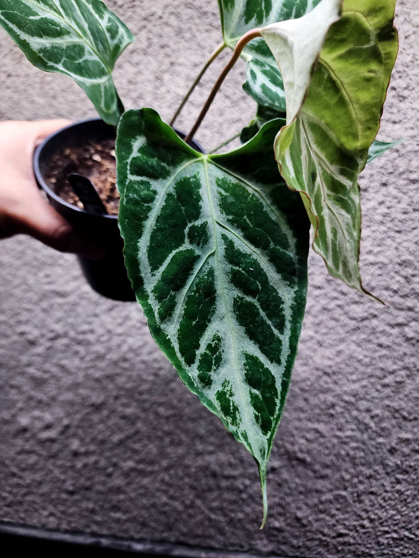 Anthurium ROJ x Boogie