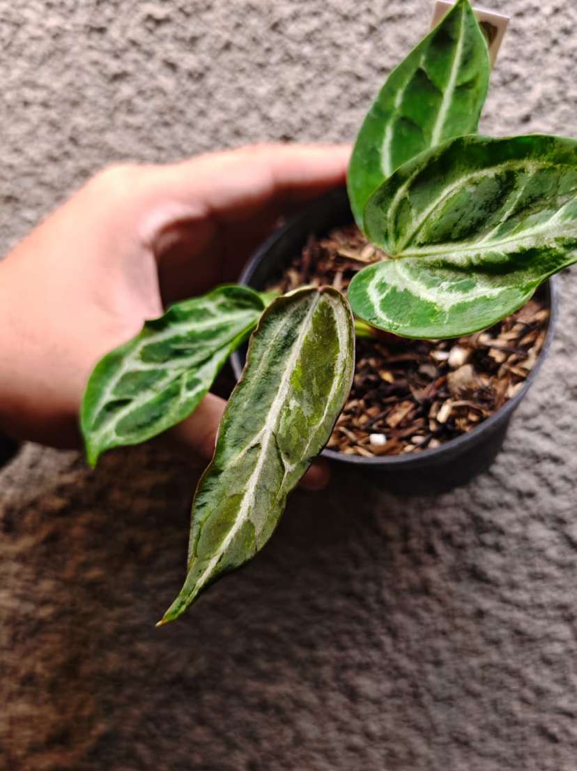 Anthurium Mutated Red Tiger Aberrant Form