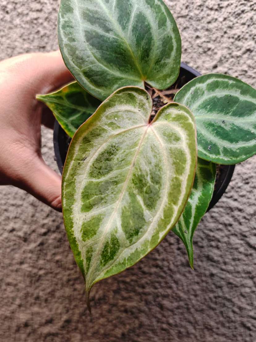 Anthurium Mutated HURC