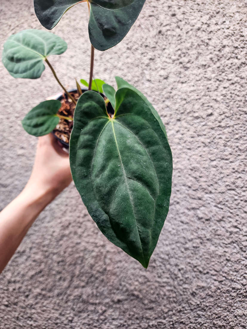 Anthurium (Ace of Spades x BVEP) x RVDP
