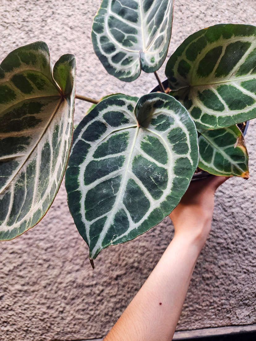 Anthurium Mojang Geulis