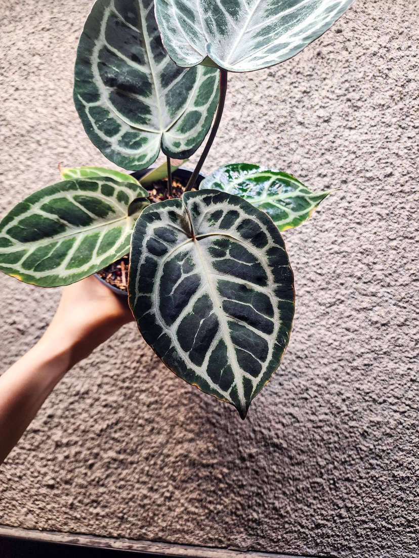 Anthurium Mojang Geulis