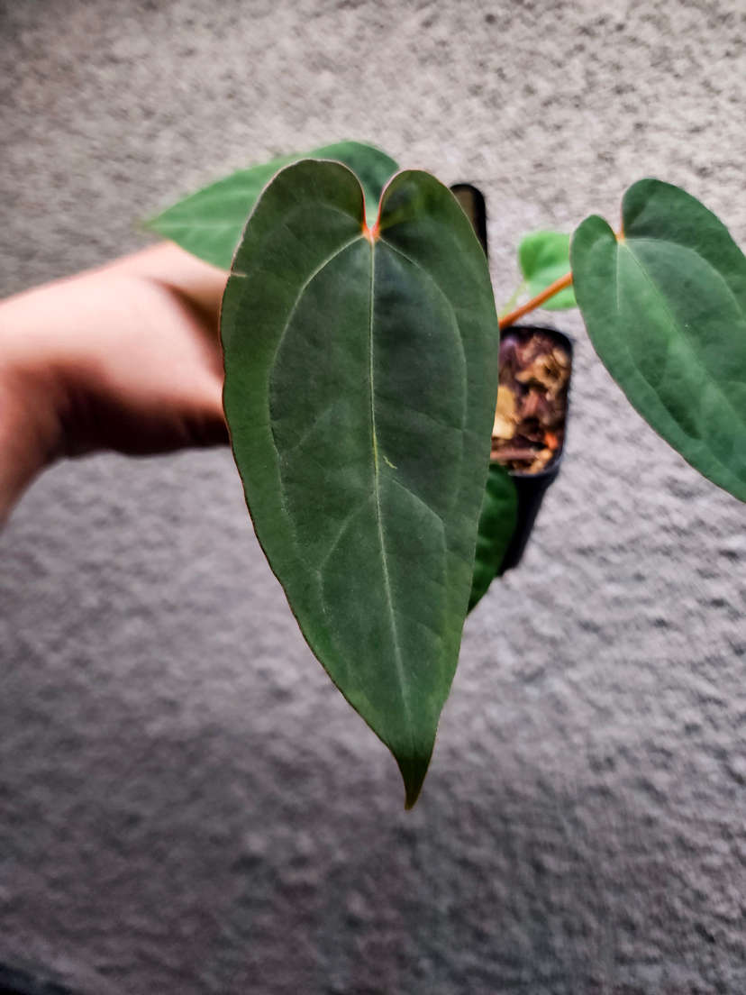 Anthurium Red Spider x Ace of Spades