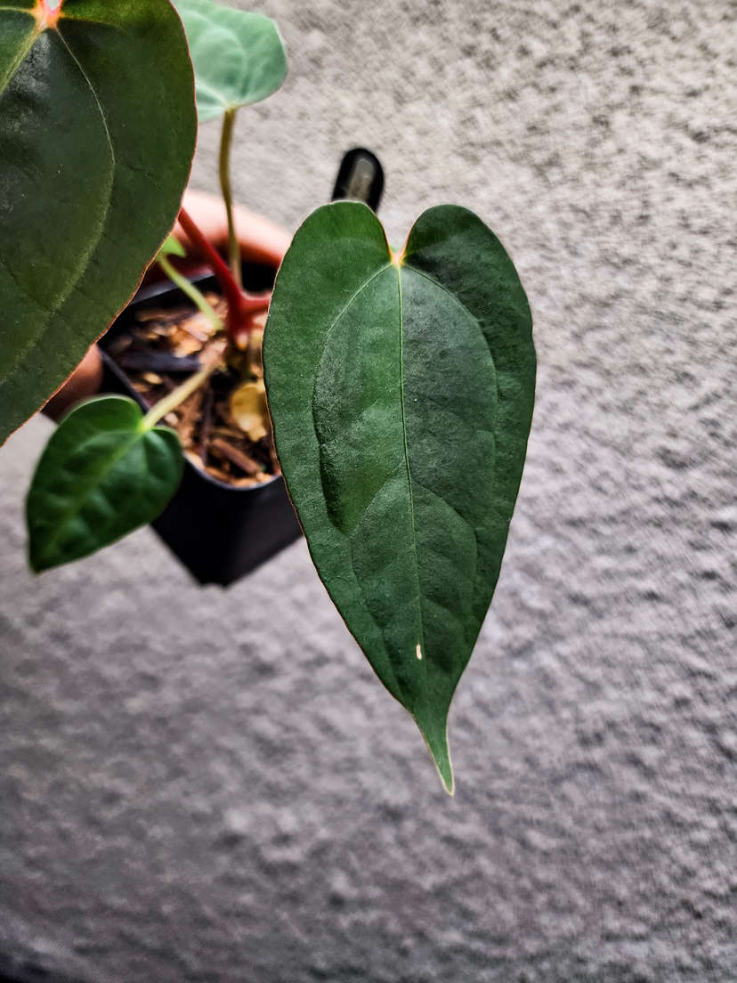 Anthurium Red Spider x Ace of Spades