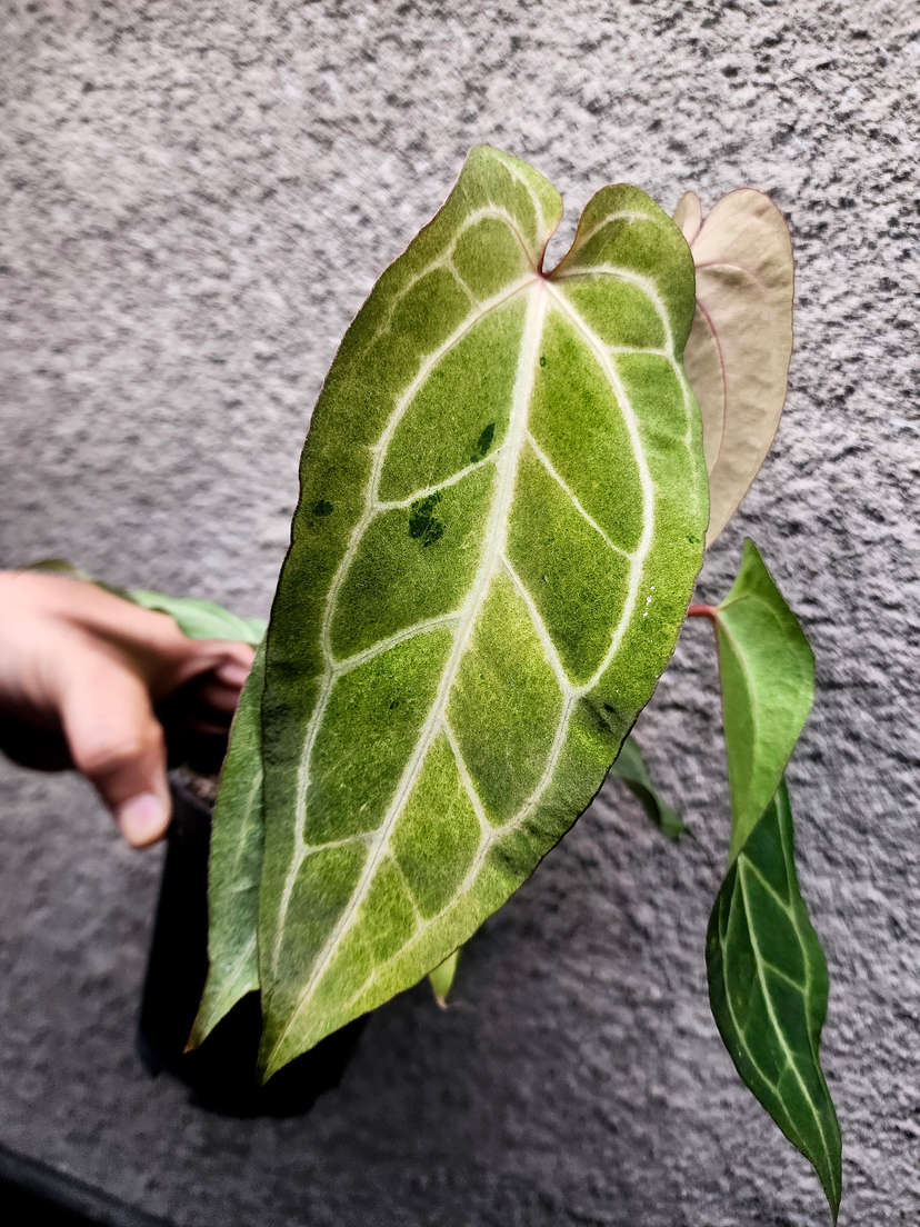 Anthurium Variegated (Angela x Black Widow) x Red Legacy