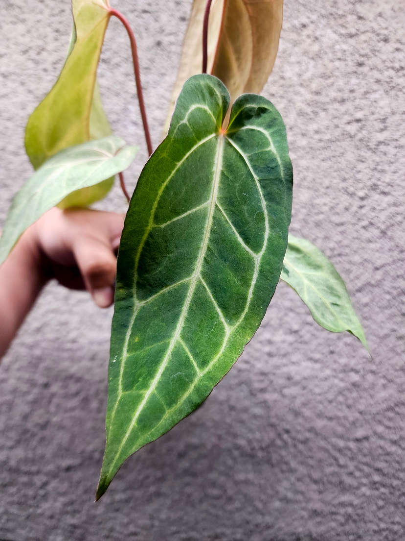 Anthurium Variegated (Angela x Black Widow) x Red Legacy