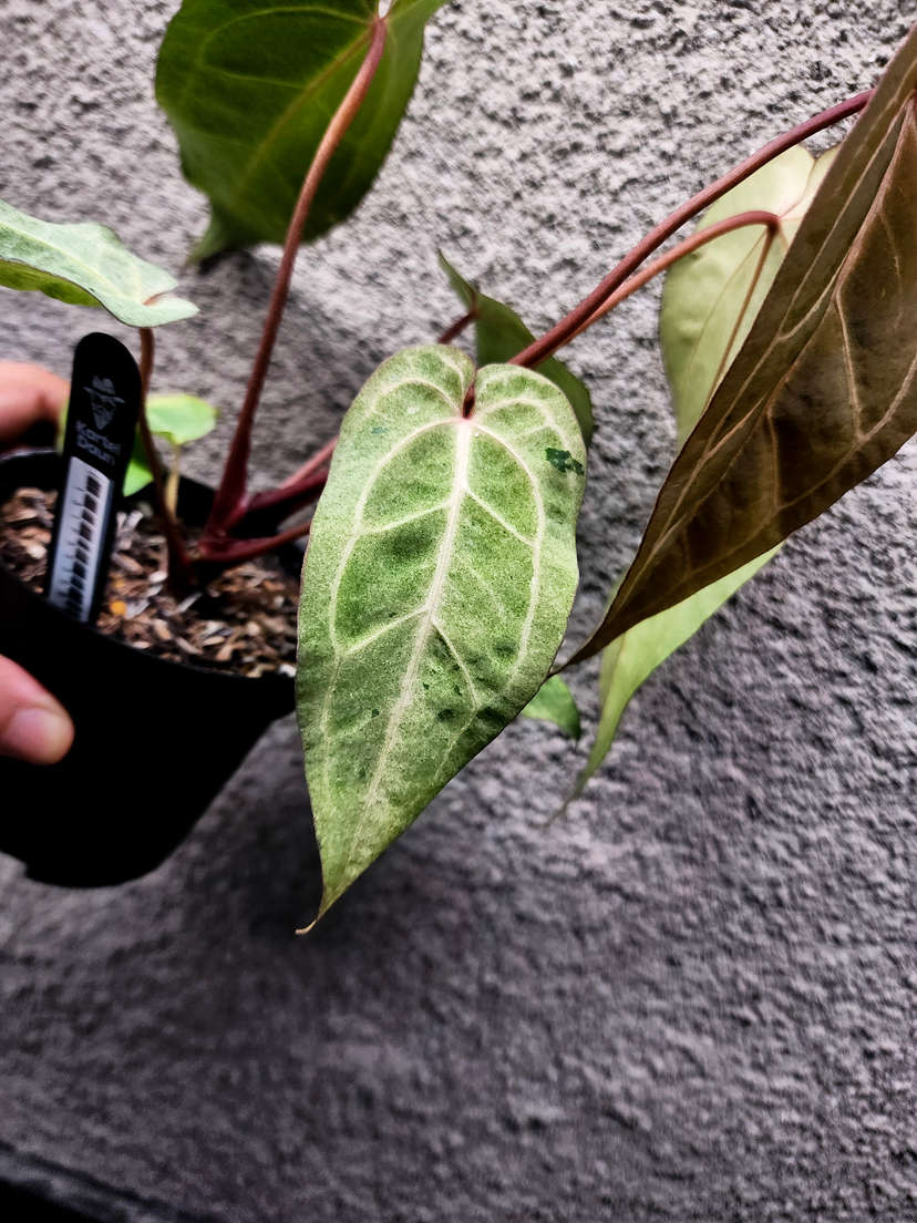 Anthurium Variegated (Angela x Black Widow) x Red Legacy