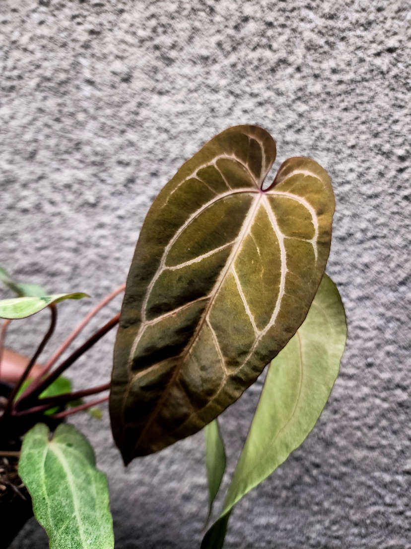 Anthurium Variegated (Angela x Black Widow) x Red Legacy
