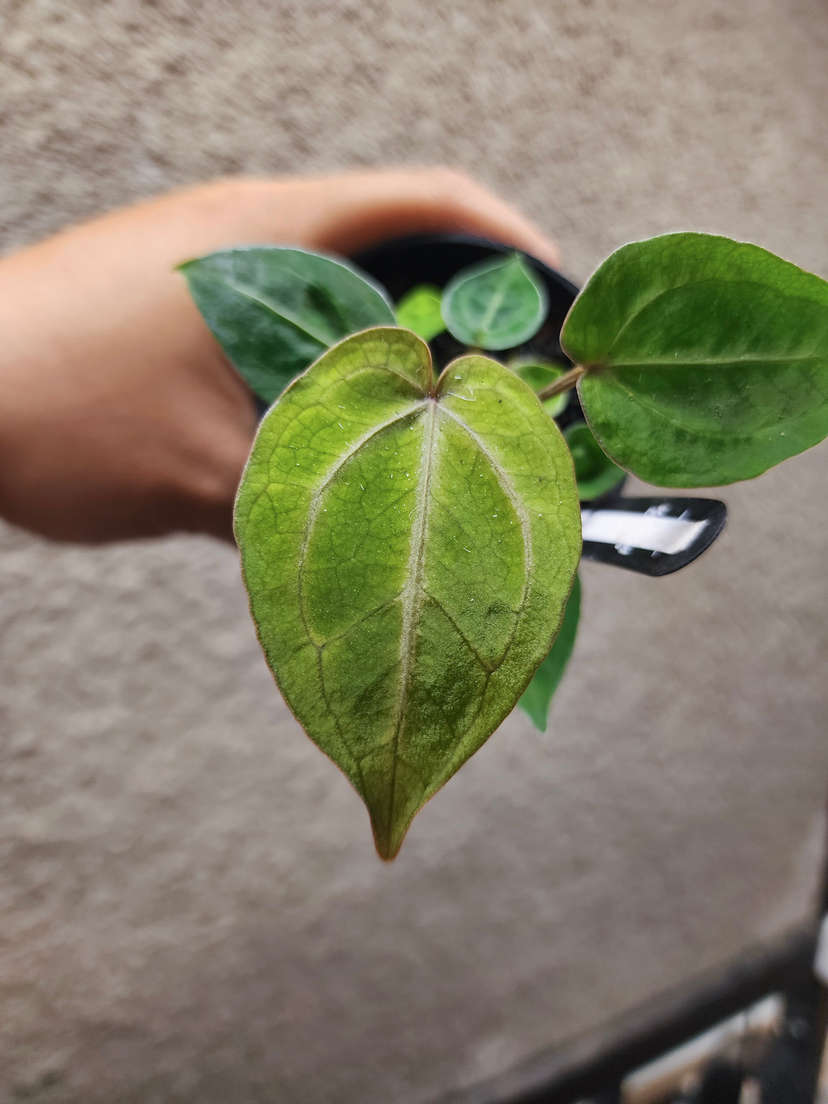 Anthurium Mojito Splash