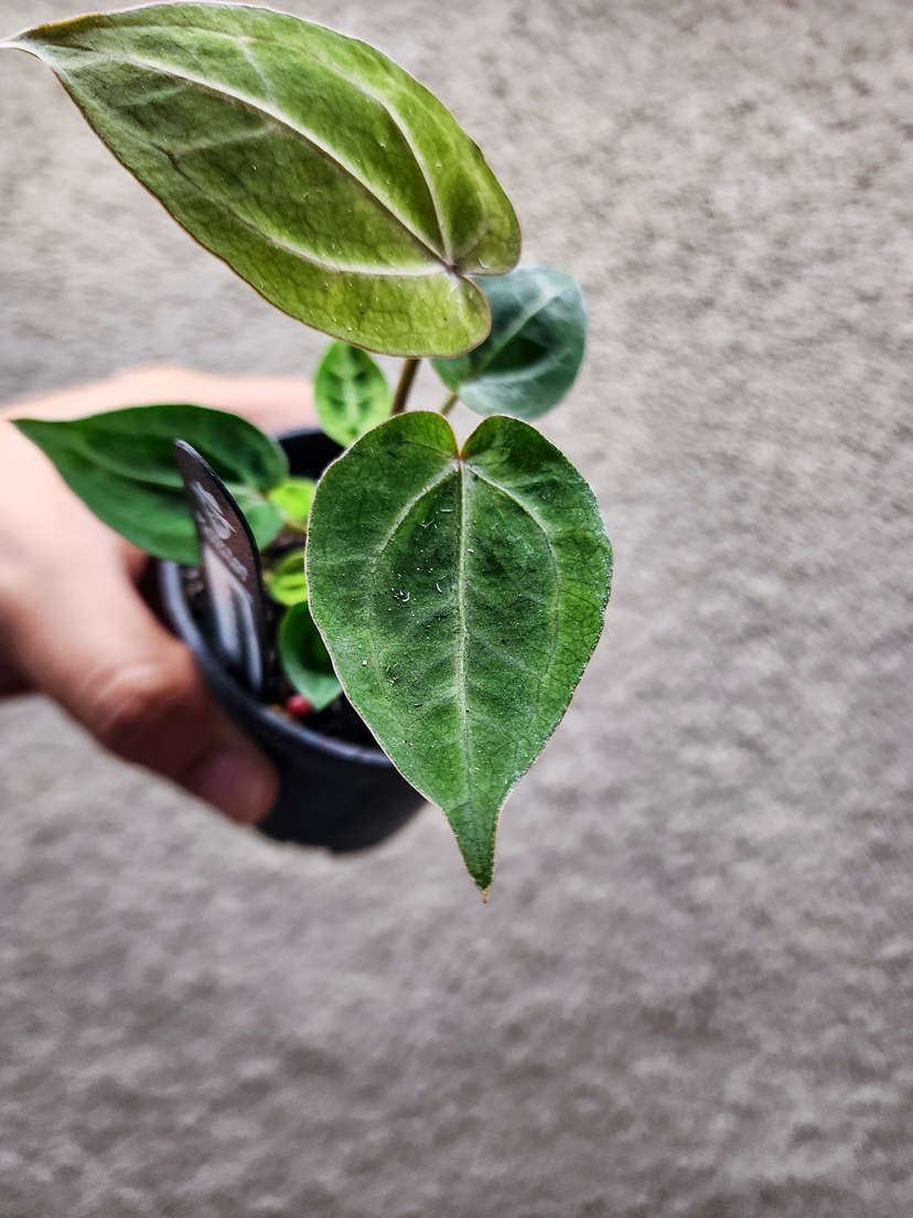 Anthurium Mojito Splash