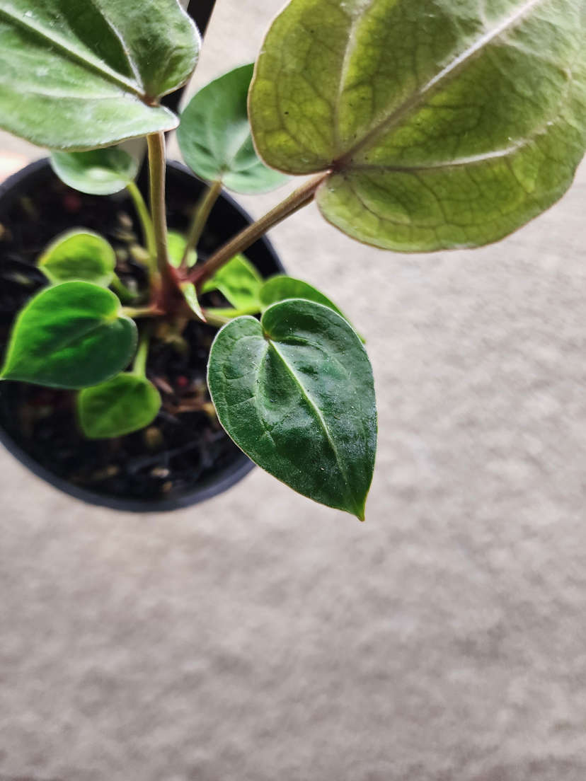 Anthurium Mojito Splash