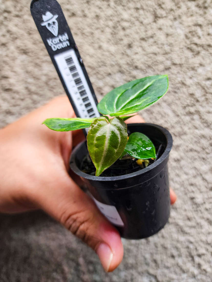 Anthurium SKG 'Pink Lemonade' x (Black Widow Michelle)