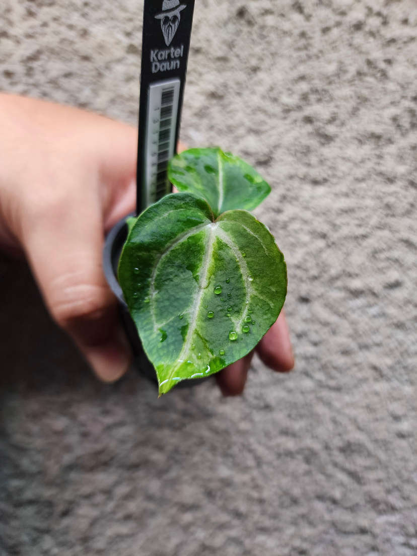 Anthurium SKG 'Pink Lemonade' x (Black Widow Michelle)