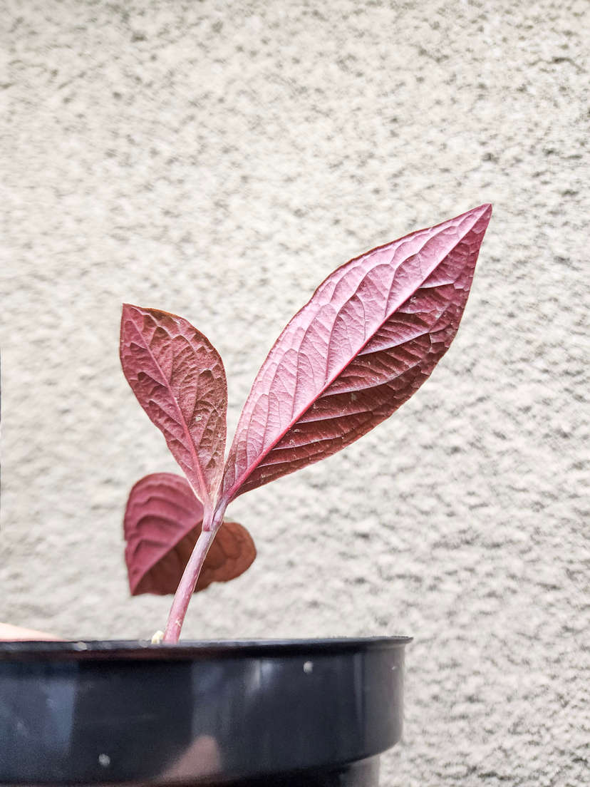 Labisia sp. Vietnam Corrugated Platinum