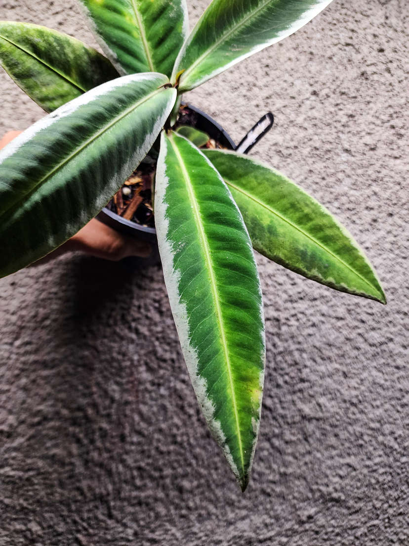 Labisia sp. Sanggau
