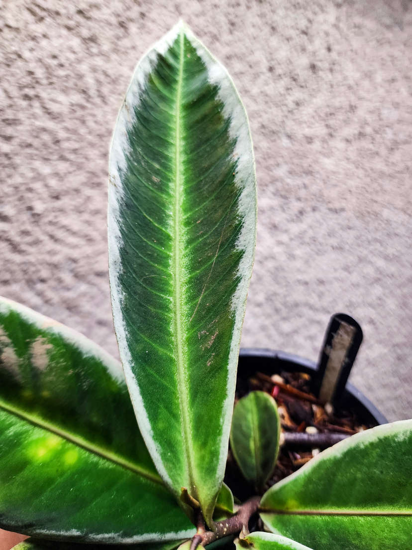 Labisia sp. Sanggau
