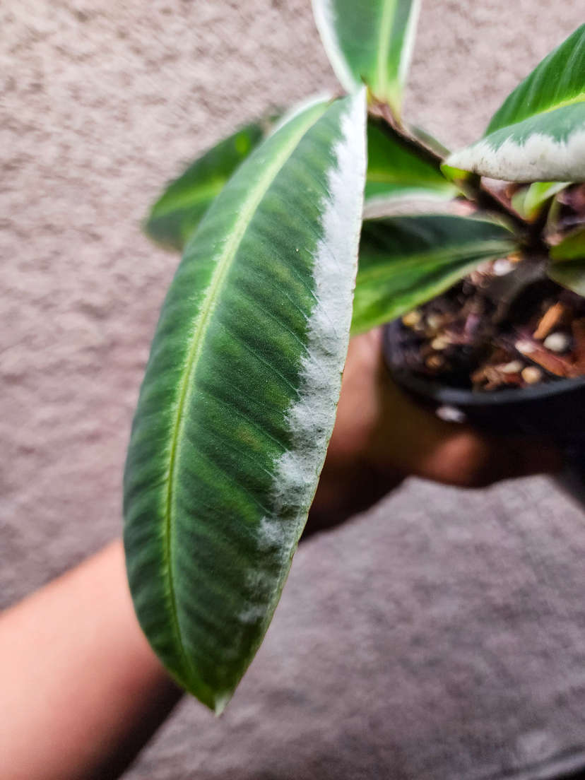 Labisia sp. Sanggau