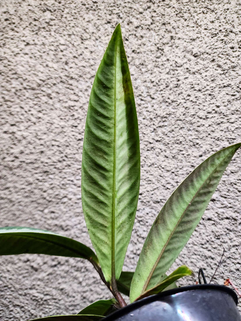 Labisia sp. Sanggau