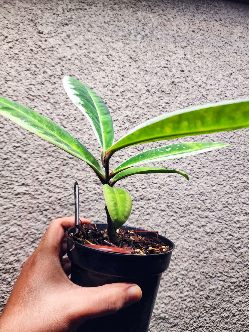 Labisia sp. Sanggau
