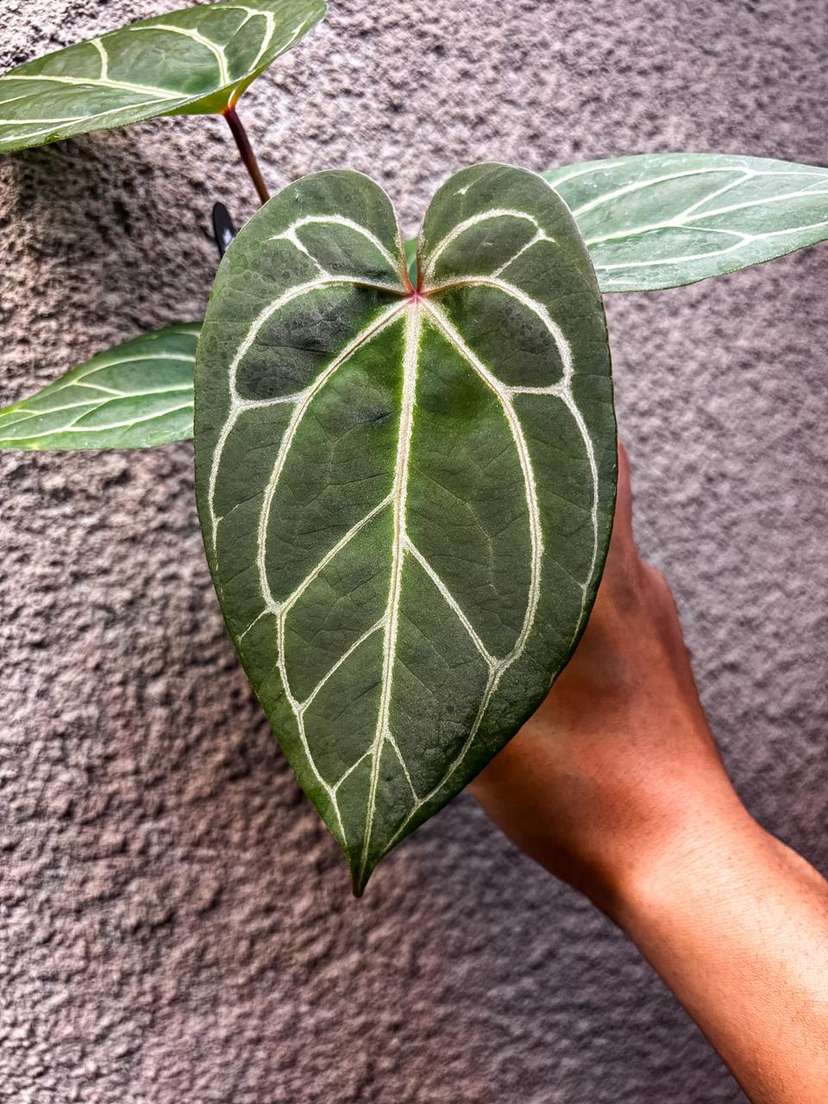 Anthurium Red Spider x HURC