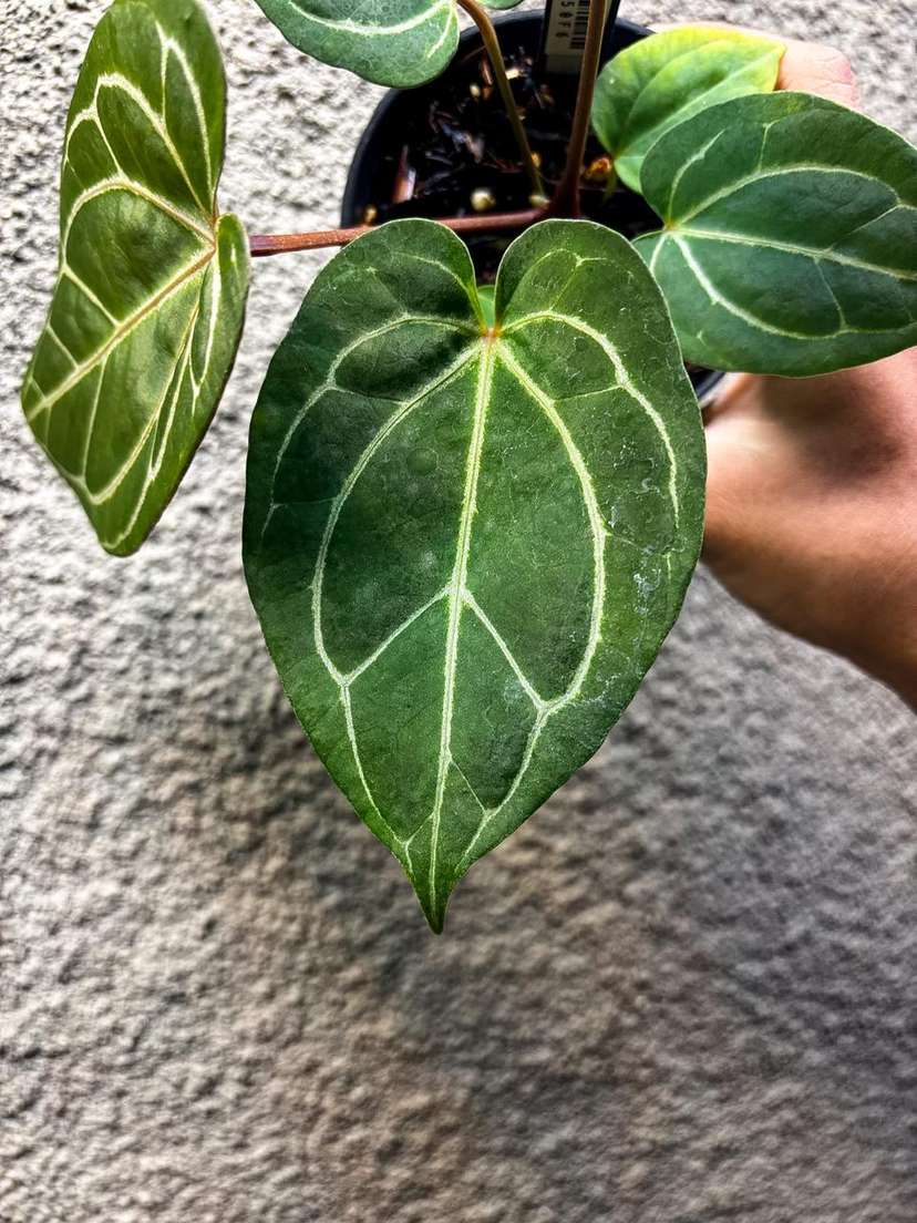 Anthurium Red Spider x HURC