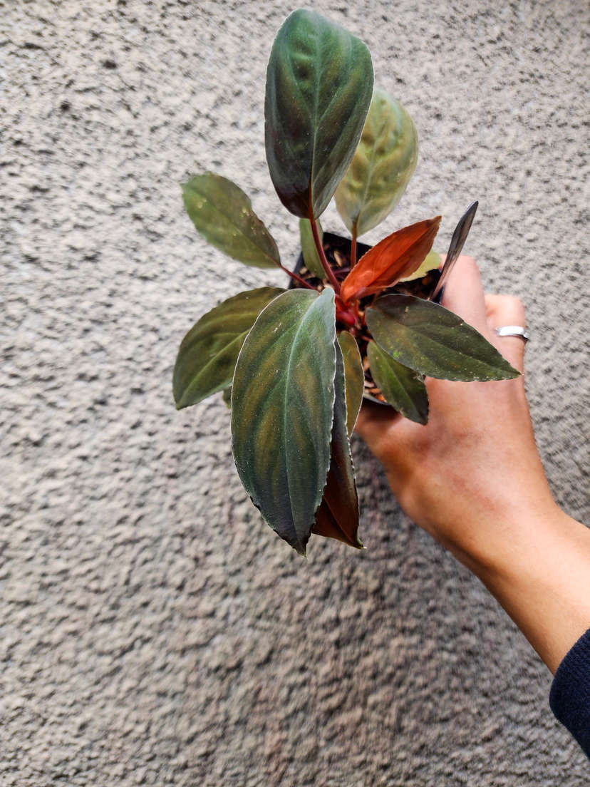 Homalomena sp. Lingga