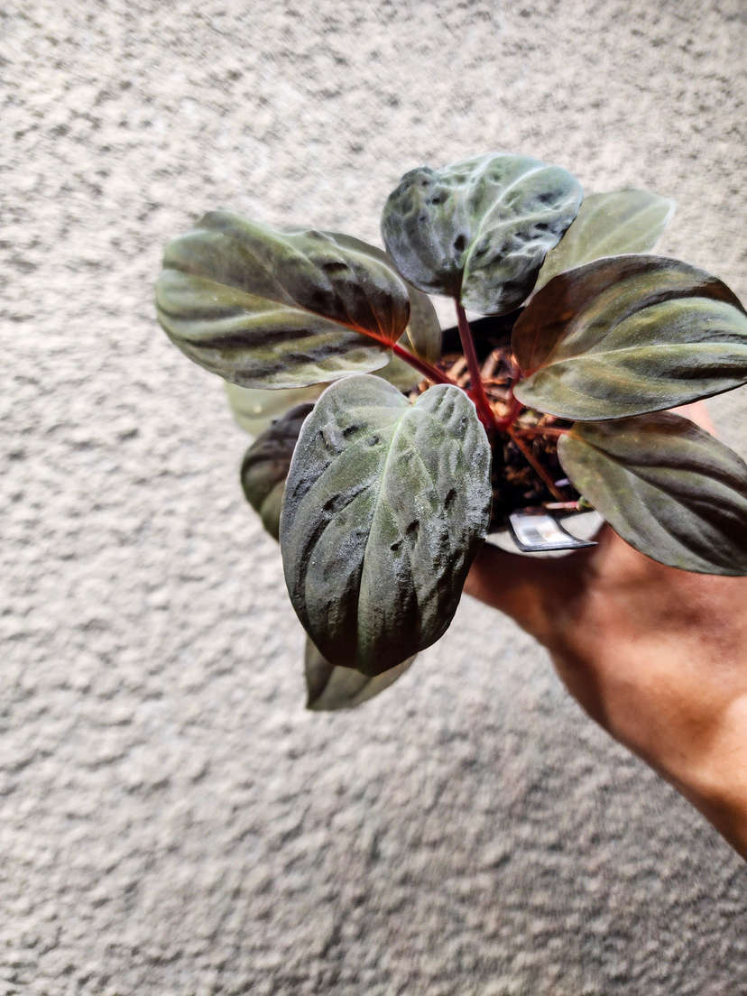 Homalomena sp. Lingga