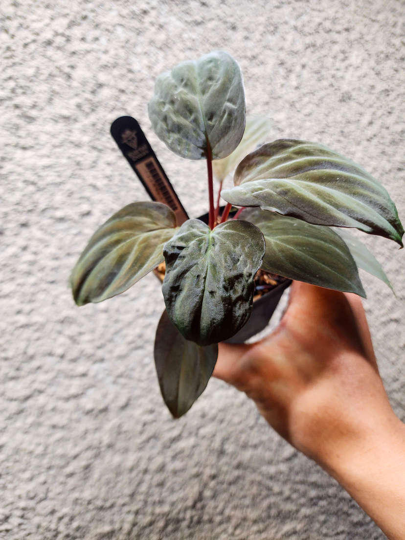 Homalomena sp. Lingga