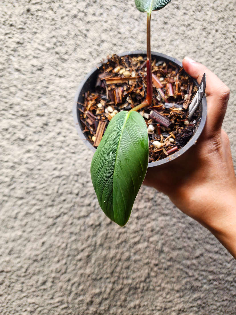Homalomena sp. Aceh/ Daun Tebal