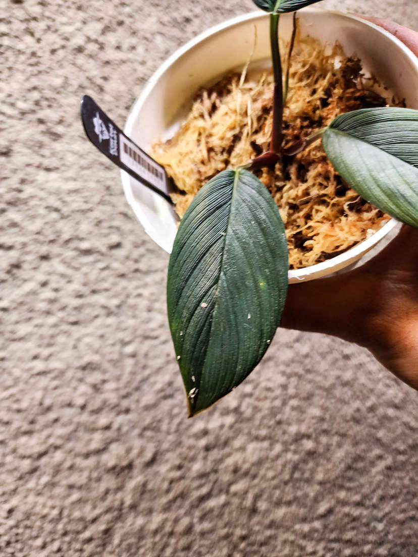 Homalomena sp. Aceh/ Daun Tebal
