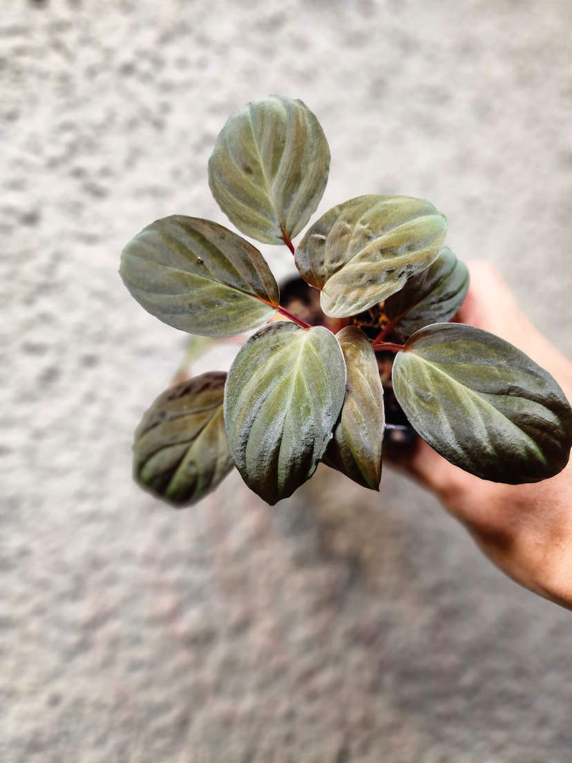 Homalomena sp. Lingga