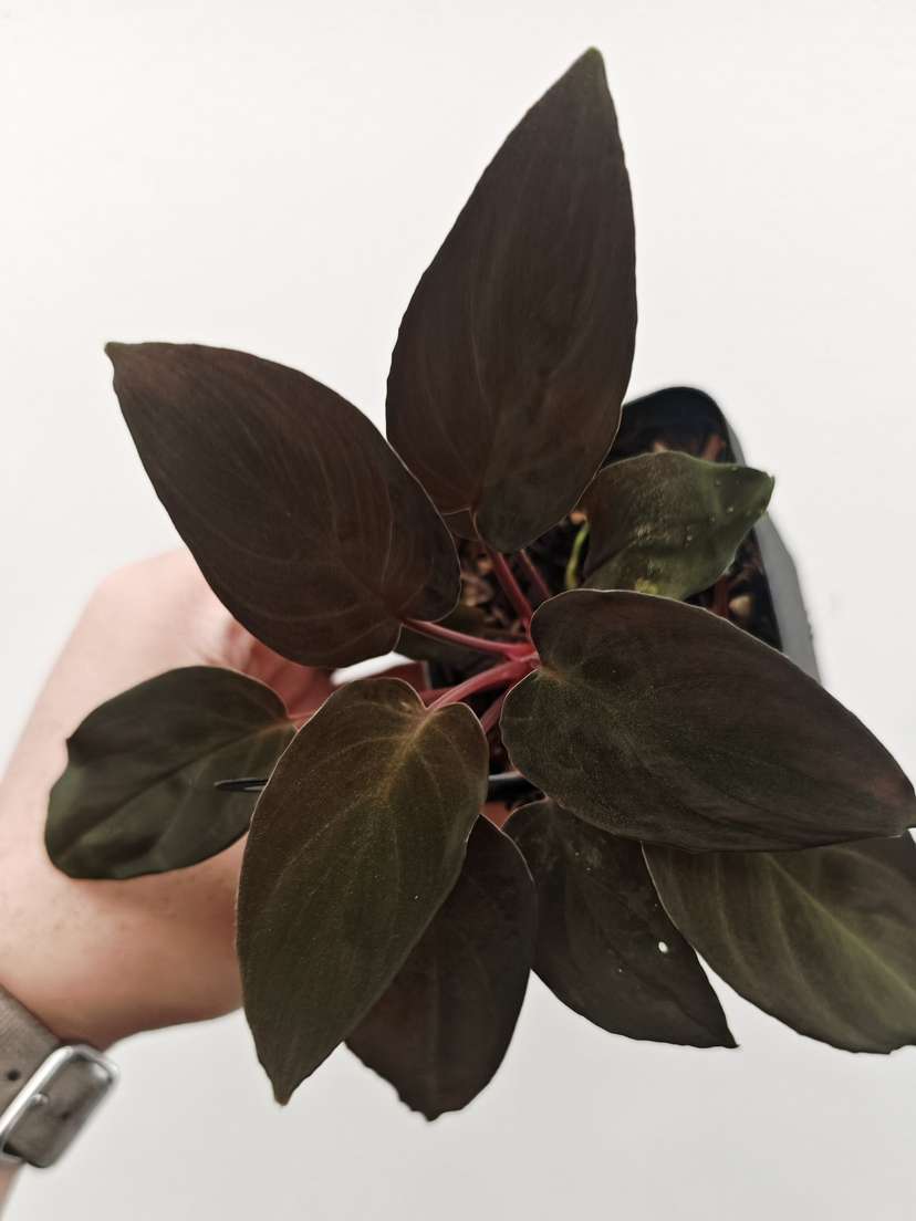 Homalomena sp. Lingga