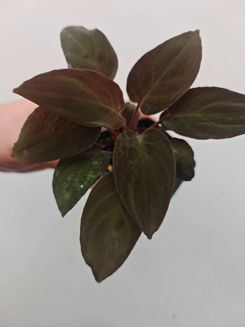 Homalomena sp. Lingga