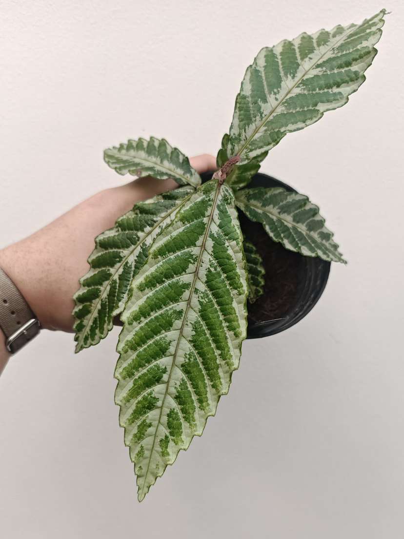 Leea Zippeliana sp. Timika White
