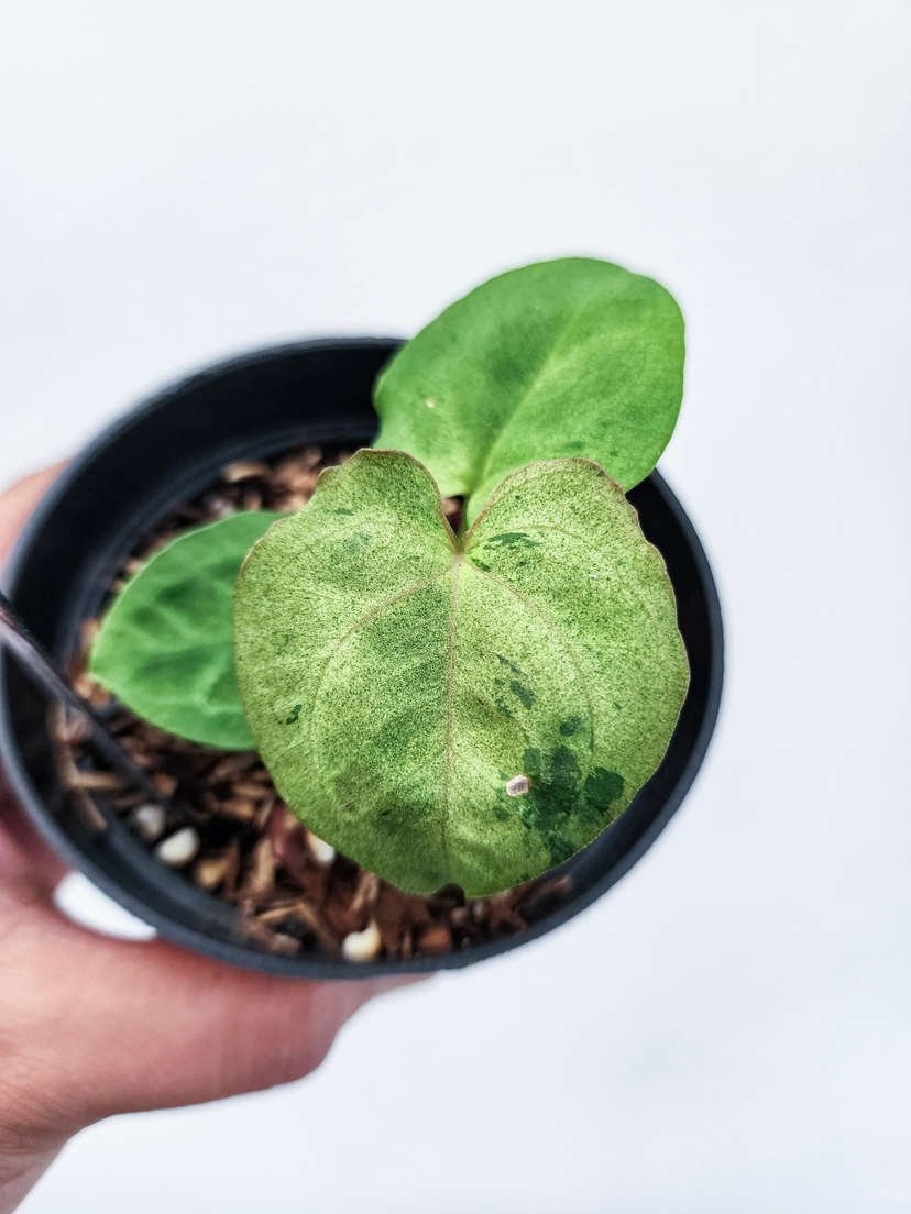 Anthurium Variegated (Ace Of Spades x BVEP) x Red Vein Dark Phoenix