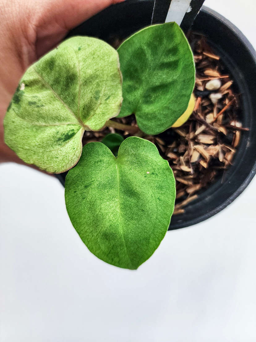 Anthurium Variegated (Ace Of Spades x BVEP) x Red Vein Dark Phoenix