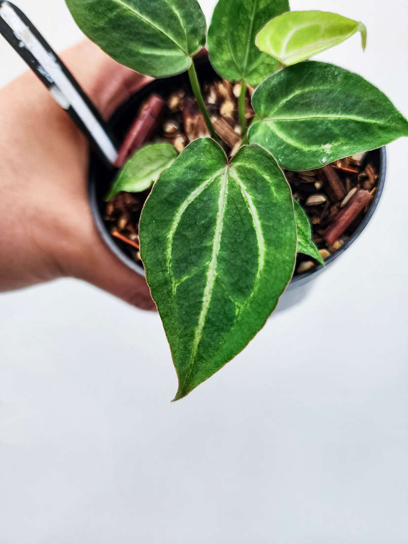 Anthurium Mojito Splash