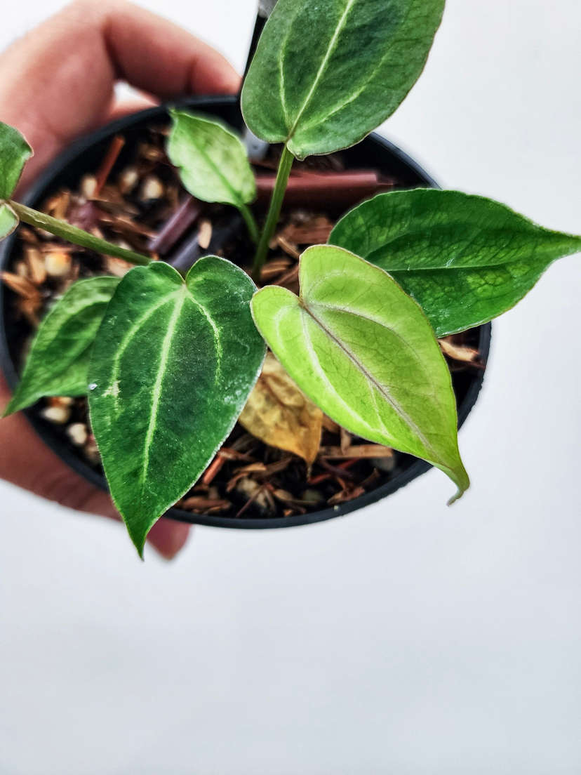 Anthurium Mojito Splash