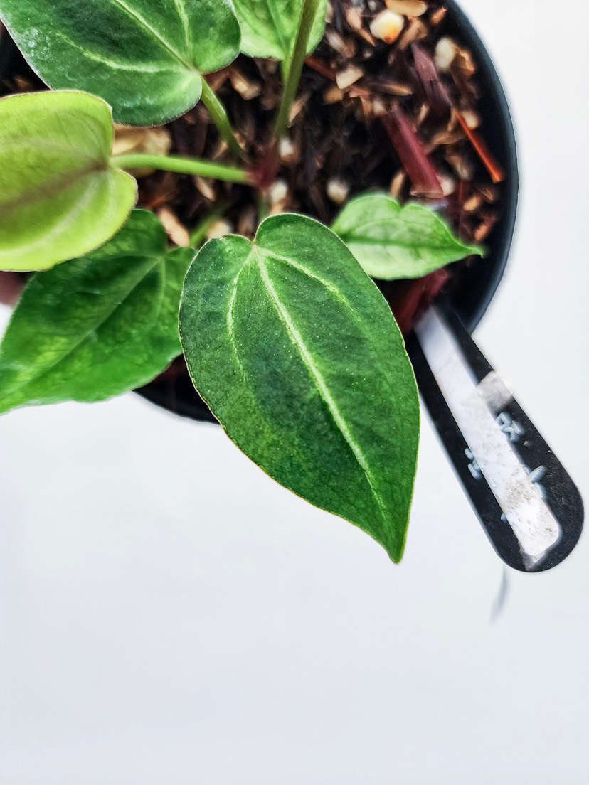 Anthurium Mojito Splash