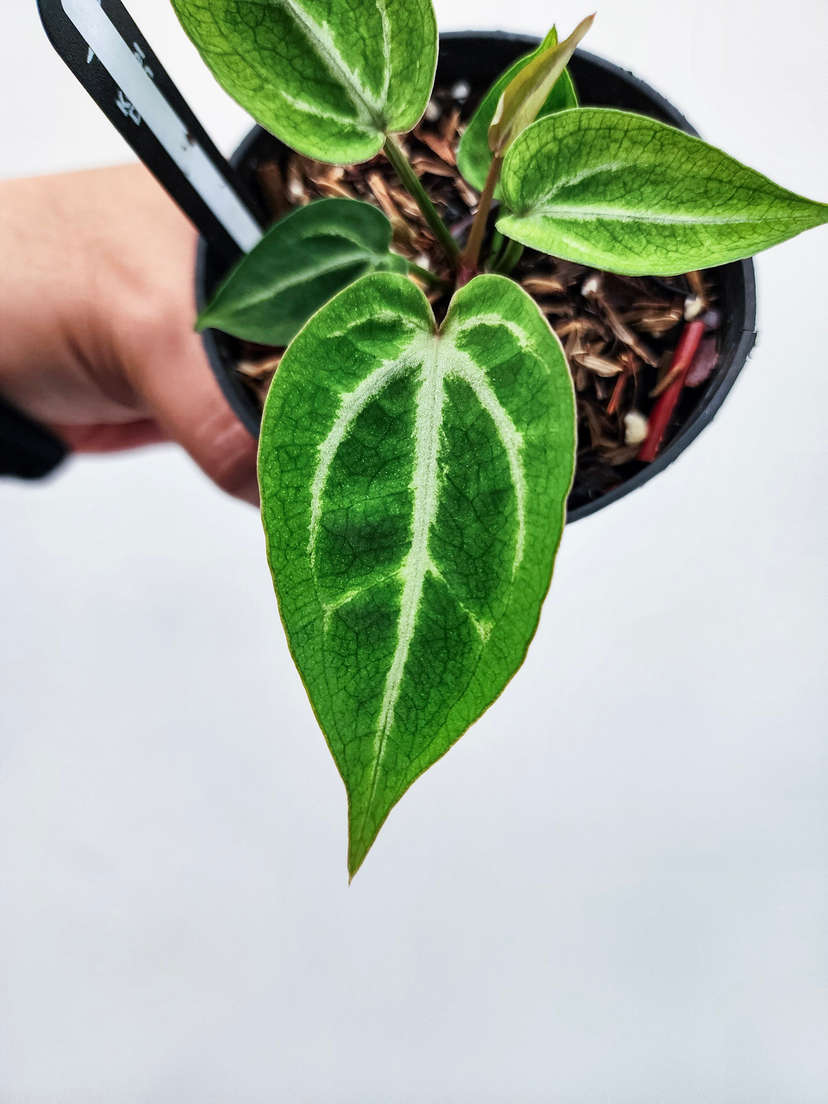 Anthurium Mojito Splash