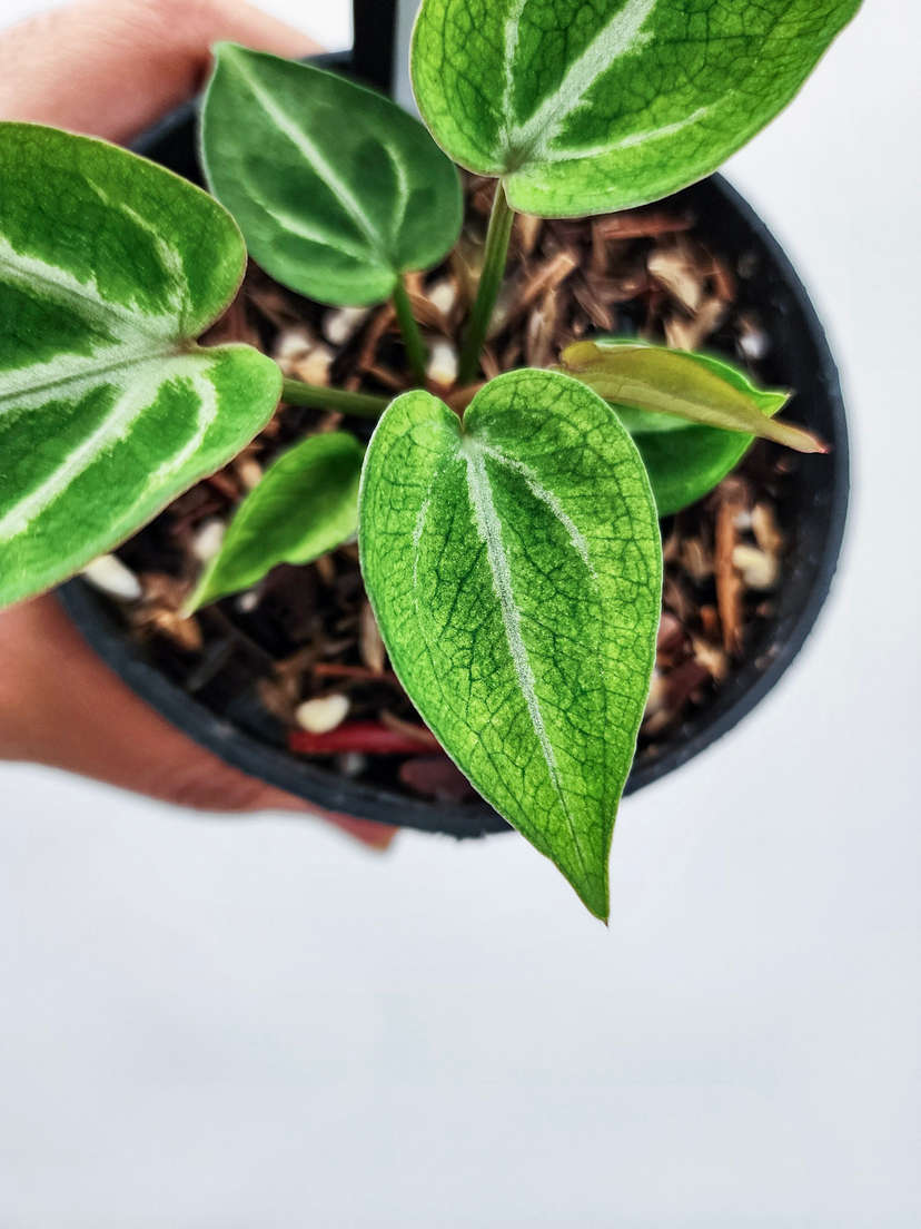 Anthurium Mojito Splash