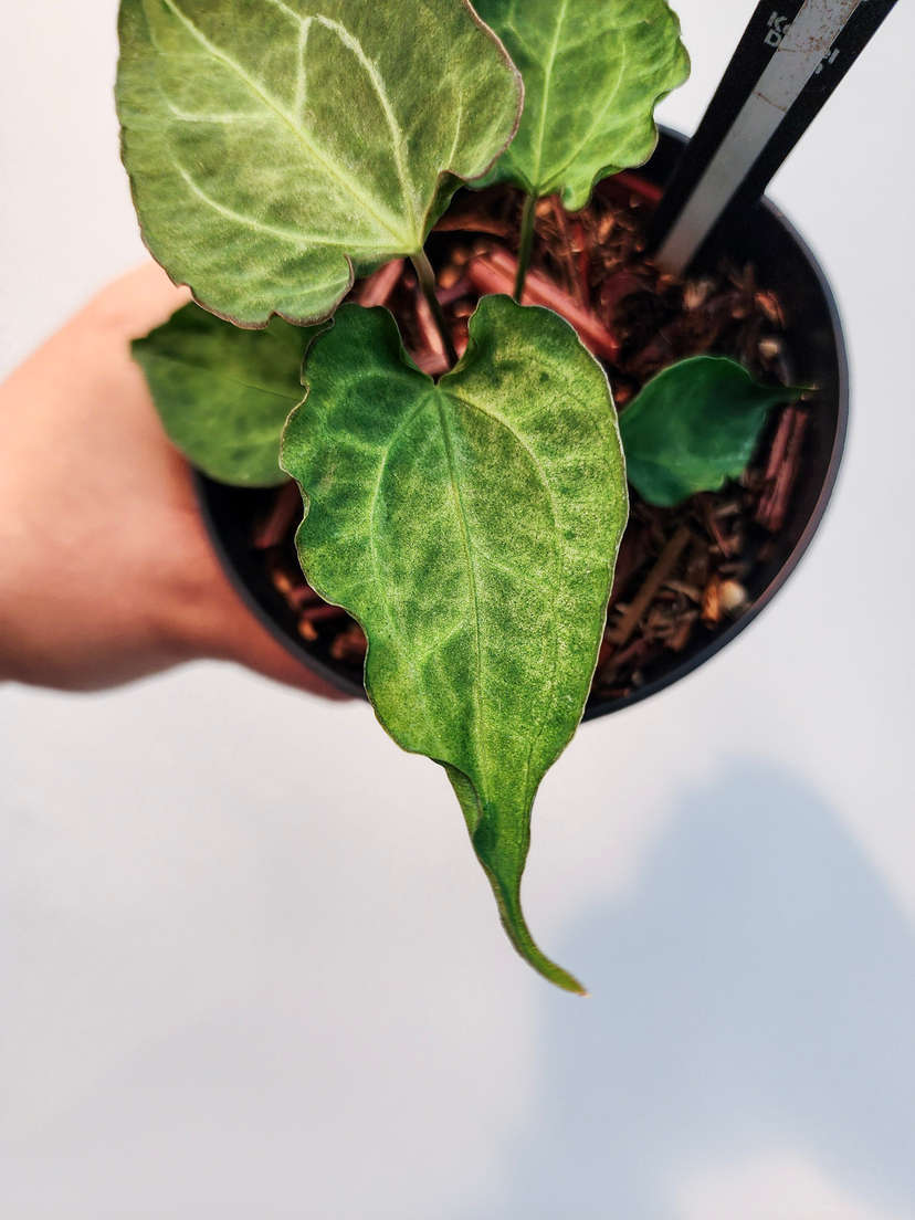 Anthurium Mojito Muchlis x Red Crystallinum