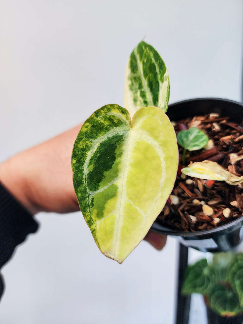 Anthurium Variegated Mystic