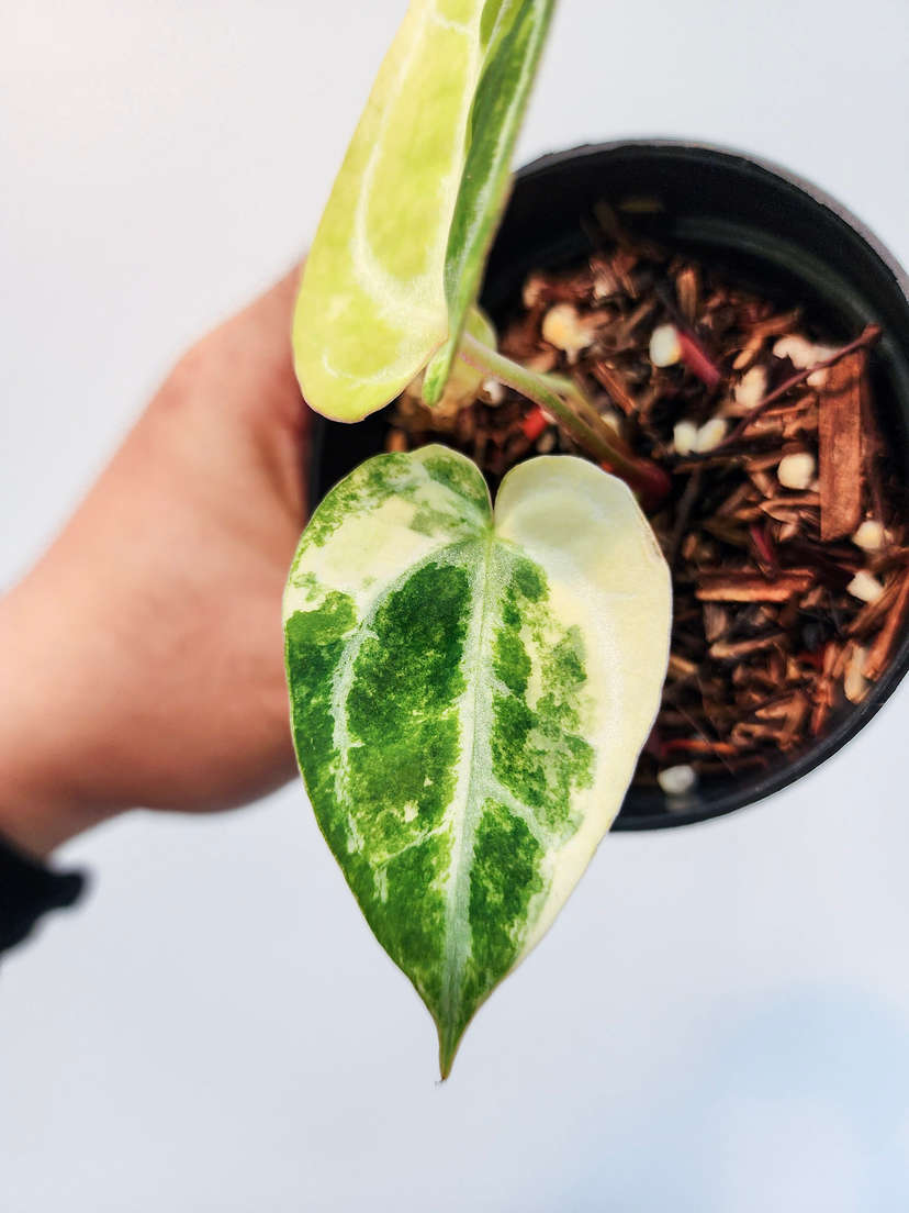 Anthurium Variegated Mystic