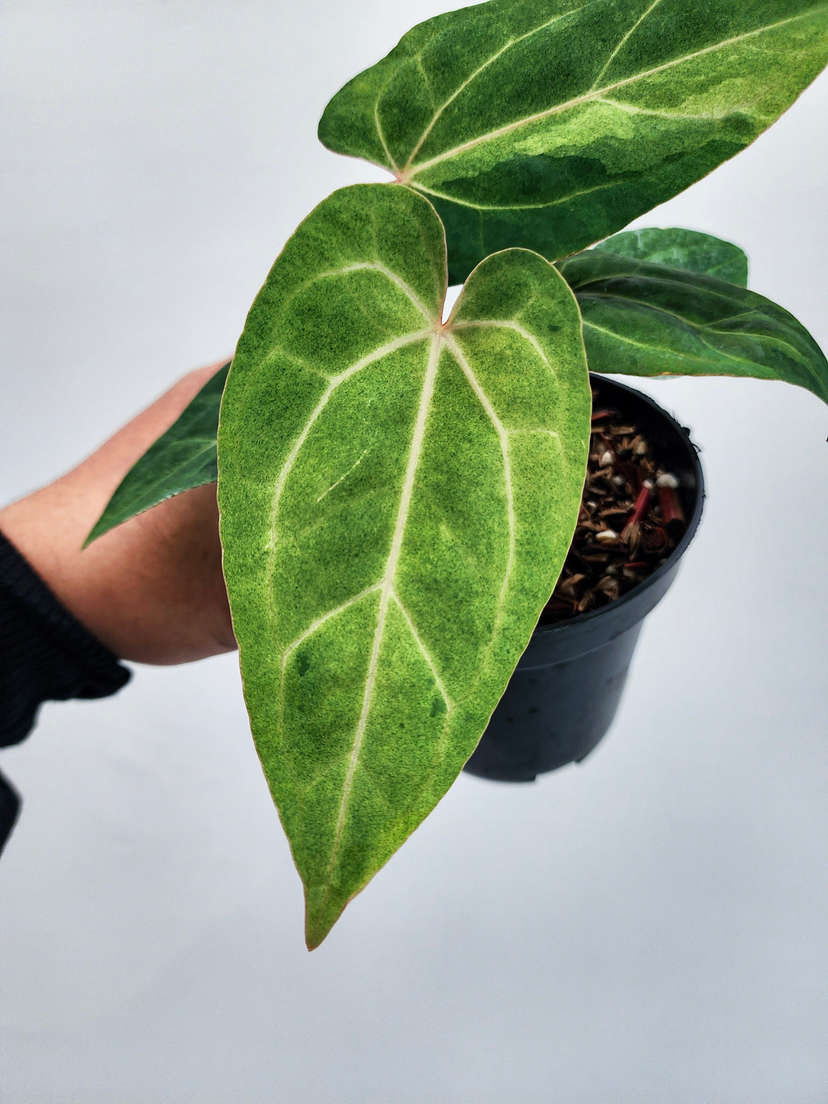 Anthurium Peach Variegated Fort Sherman x Tezula Ace of Spades