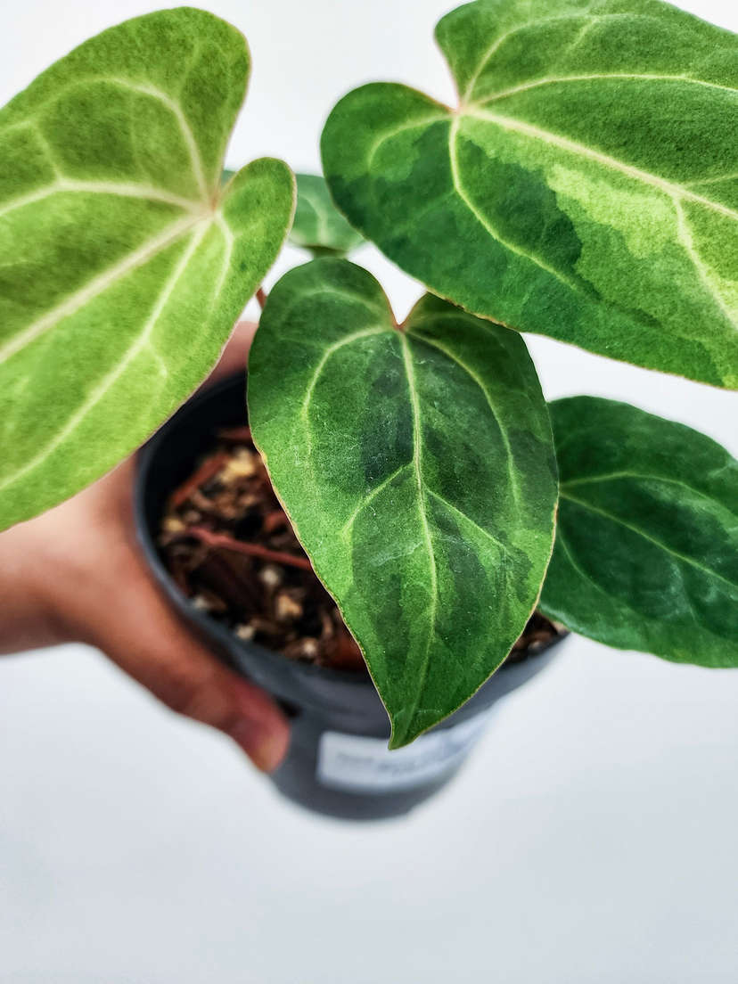 Anthurium Peach Variegated Fort Sherman x Tezula Ace of Spades