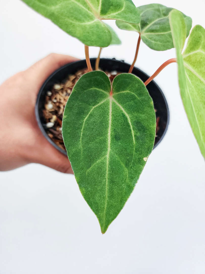 Anthurium Peach Variegated Fort Sherman x Tezula Ace of Spades