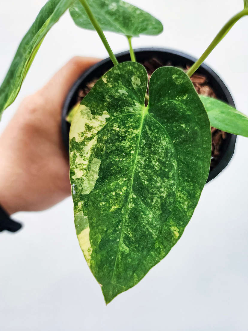 Anthurium Variegated Papillilaminum 88 x Ace of Spades (SKG)